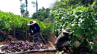 FULL VIDEO kehidupan di gunung merawat tanaman dan panen