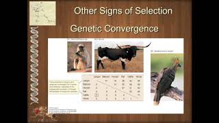 BIOL 6330 Unit 3 6 2 Other Signs of Selection