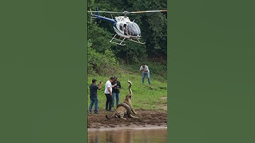 Helicopter Saves Jaguar from Python’s Deadly Embrace
