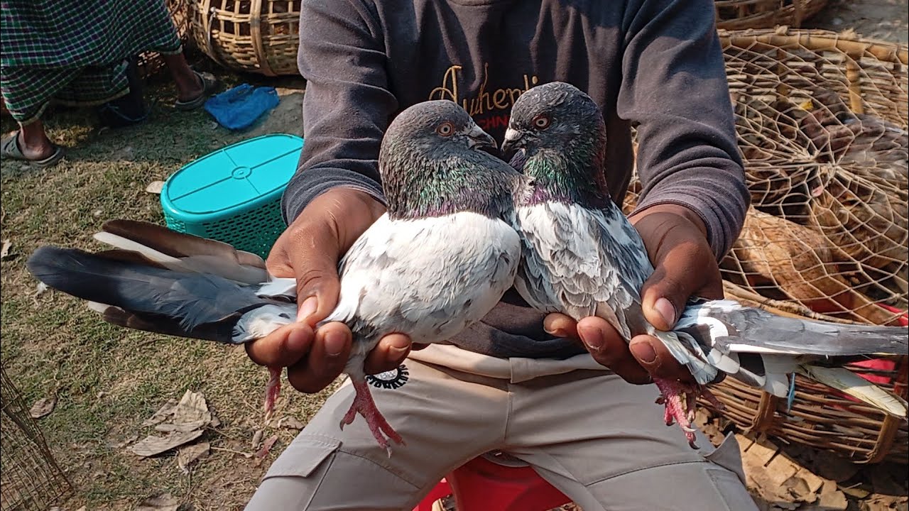 গোয়ালি মান্দা হাঁস মুরগি কবুতরের হাট প্রতি মঙ্গলবার মাসে সাবস্ক্রাইব করে পাশে থাকুন ধন্যবাদ।