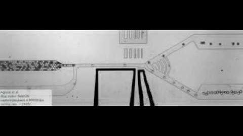 The Microfluidic Sorting Device in Action