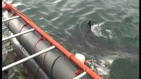 Cage diving with Great White Sharks, Liz Cavanagh ...