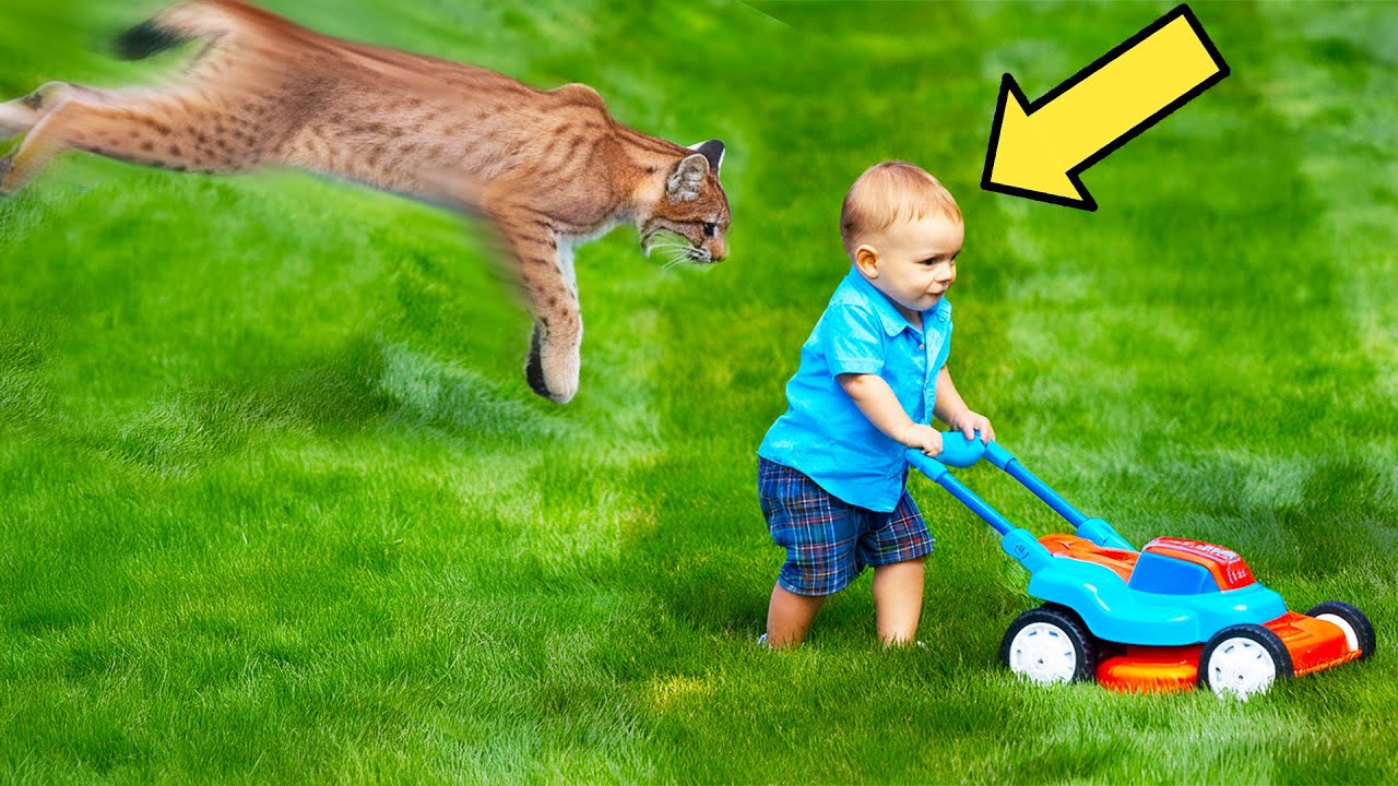 Bobcat Suddenly Snatches This Little Boy, But The Reason Behind It Surprised Everyone!