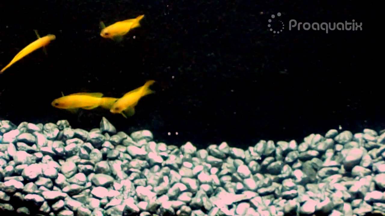 Yellow Assessors from Proaquatix YouTube