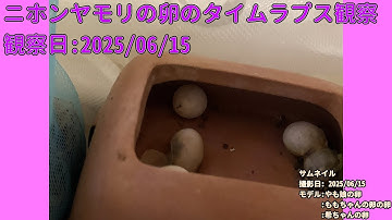 【Memorandum】 2025年06月15日 RPi-Cam-Web-Interfaceを用いたニホンヤモリの卵のTimelapse観察