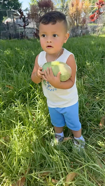 mom helps son get mangoes #shorts