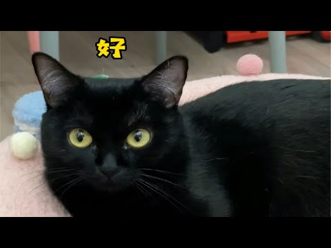【一隻黑糖啵啵🐻】我家母貓意外懷孕後，孩子他爸居然是一隻絕育一年的公貓？