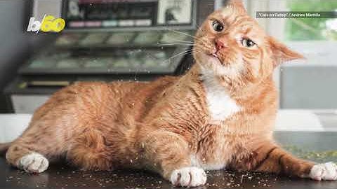 Photographer Hilariously Captures Cats 