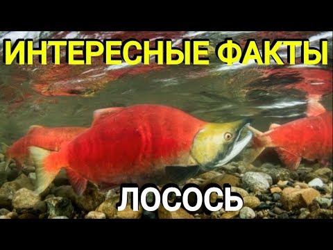 Лосось - все о лососевых, описание, распространение, нерест и способ ловли