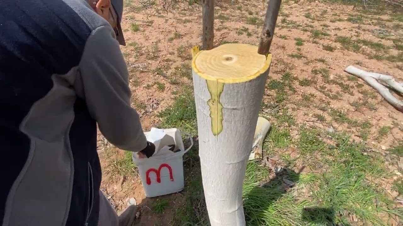 Aynı Anaca Üç Farklı Aşı