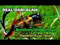 AUDIO MASTER JANGKRIK UNTUK MURAI BATU, KACER, CUCAK IJO DAN BURUNG KECIL