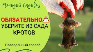 Лучшее средство от кротов | Как избавится от кротов на участке?