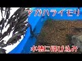 アカハライモリ天然採取 水槽に飛び込みます ３００匹ニホンイモリ捕獲　九州Cynops pyrrhogaster　日本imori サラマンダー