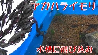 アカハライモリ天然採取 水槽に飛び込みます ３００匹ニホンイモリ捕獲　九州Cynops pyrrhogaster　日本imori サラマンダー