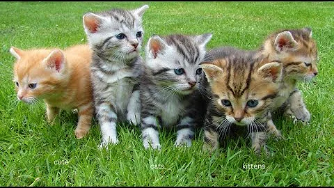 Watch the video about Kittens playing and meowing ask for food - So cute baby cats