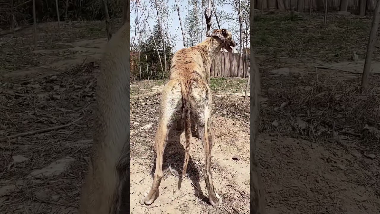 Latent power in a stylish appearance 🐶💪✨