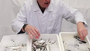 Are sprats and sardines the same thing?