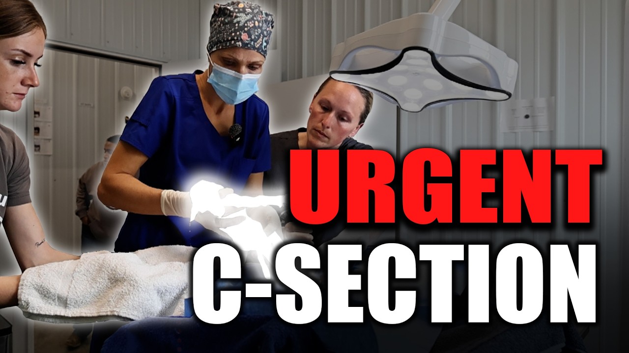 An Unexpected Surgery | Horse Shelter Heroes - S7E7