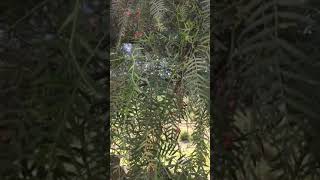 El pirul árbol mágico