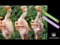 Top Quality Parrot Beak Chicks | 8639717935 | Video 2409 | Rythu Market 2