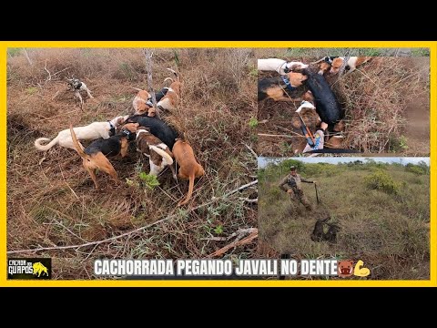 "🐾 In Action: Intrepid Dog Pack Catching a Wild Boar with Their Teeth! 🦴🐗"