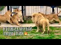 Неожиданный защитник❤️...Тайган Safari park Taigan, life of lions