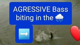 Bass fishing at my favorite farm pond..caught some,got rained on and tried the Berkley Cullshad🦈