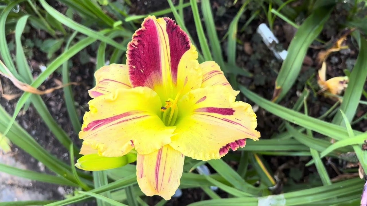 Lewis Daylily Garden 7-24-25