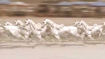 Houdini Horse Crowd System