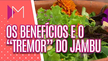 Como usar as folhas de jambu?