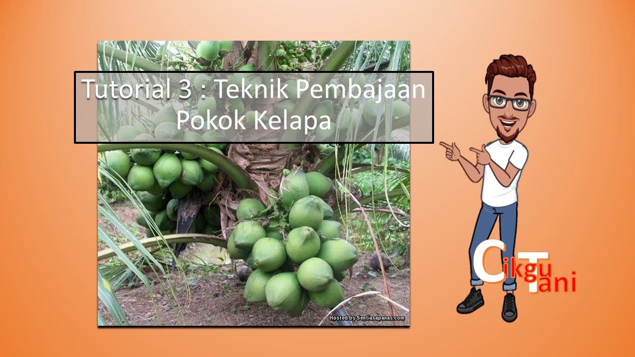 Teknik Pembajaan Pokok Kelapa YouTube Teknik Pembajaan Pokok Kelapa YouTube