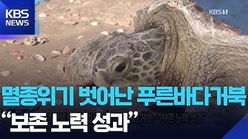 40여 년 만에 멸종위기 벗어난 푸른바다거북…“보존 노력 성과” [잇슈 SNS] / KBS  2025.10.15.