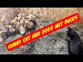 Funny cat and dogs met duck