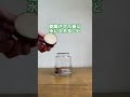 【植物屋の見習い】見習いの実験クワズイモ編ep.1#shorts #植物 #クワズイモ