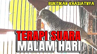 PERKUTUT lokal GACOR. suara cocok untuk pancingan MALAM HARI pasti BIKIN RIBUT