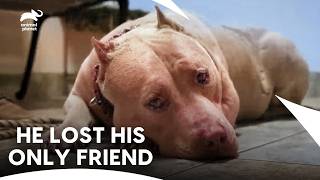 He Lost Everything, Including His Beloved Pit Bull | Pit Bulls and Parolees S9 E6