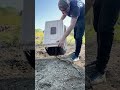 Stubborn Iguana Refuses to Go Home #animals