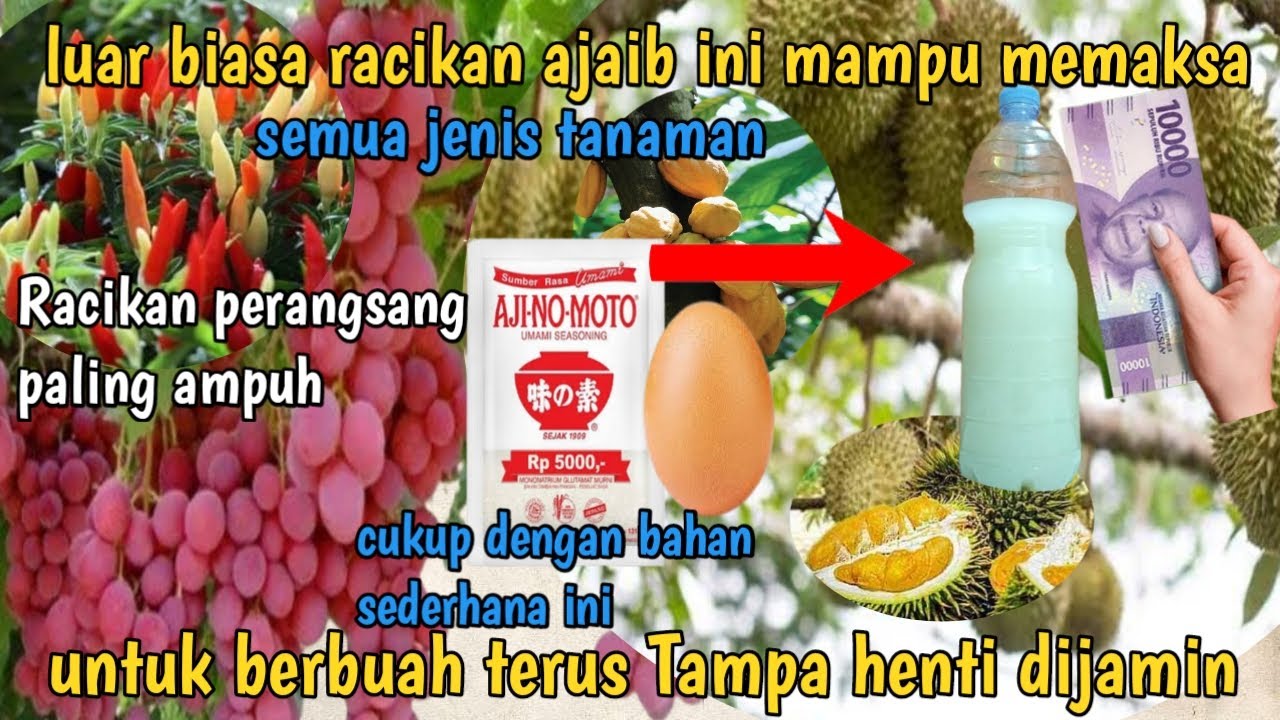 cairan pupuk racikan ajaib semua jenis tanaman di paksa berbuah terus pupuk perangsang buah bunga
