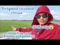 lot#315 Irrigated riceland along semented road pwede gawing residential 15mtrs frontge 600k only