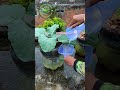 Cara mudah isi air di pot kapiler galon bekas
