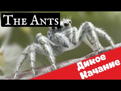 Видео: The Ants. Underground kingdom. Улучшение дикого существа азартным путём