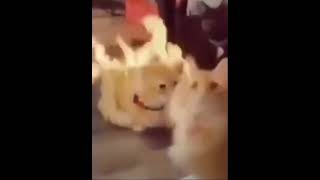 gato quemandose meme