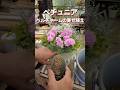【園芸】ペチュニア ベルチャームの寄せ植え #shorts #flowers