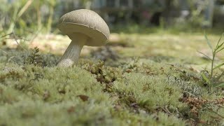 There! Right There! || Mushroom &quot;CMV&quot;