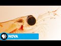 Antarctic Organism Research Challenges