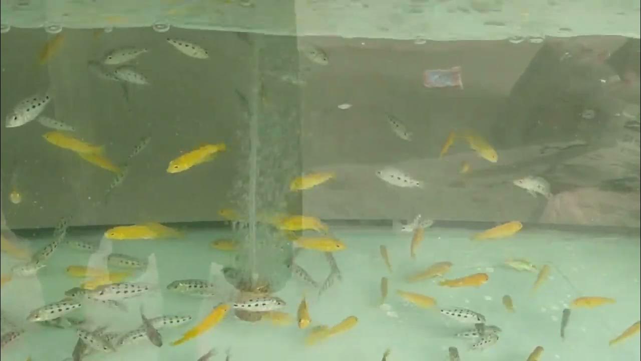 chottu mini gora fish and different varieties fishes covers the pond