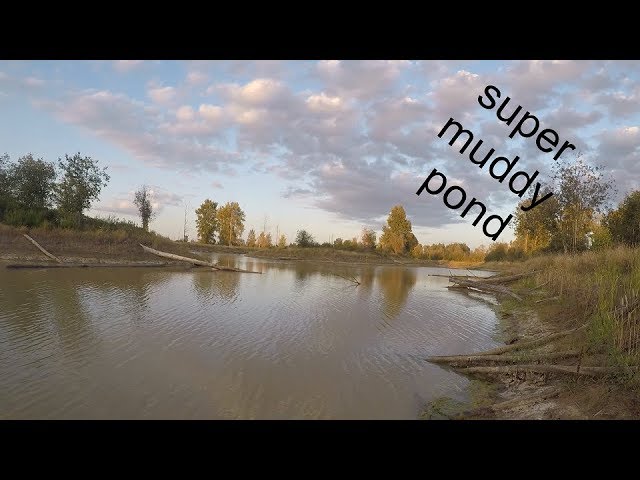 Smallmouth CANT Resist the Beetle spin! Creek fishing Clear Water