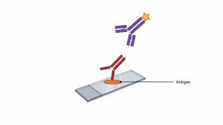 Indirect Immunofluorescence Test animation
