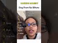 funny dogs #funnydog #funnydogs
