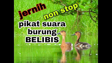 Suara burung belibis hutan liar cocok untuk pikat/ pemanggil